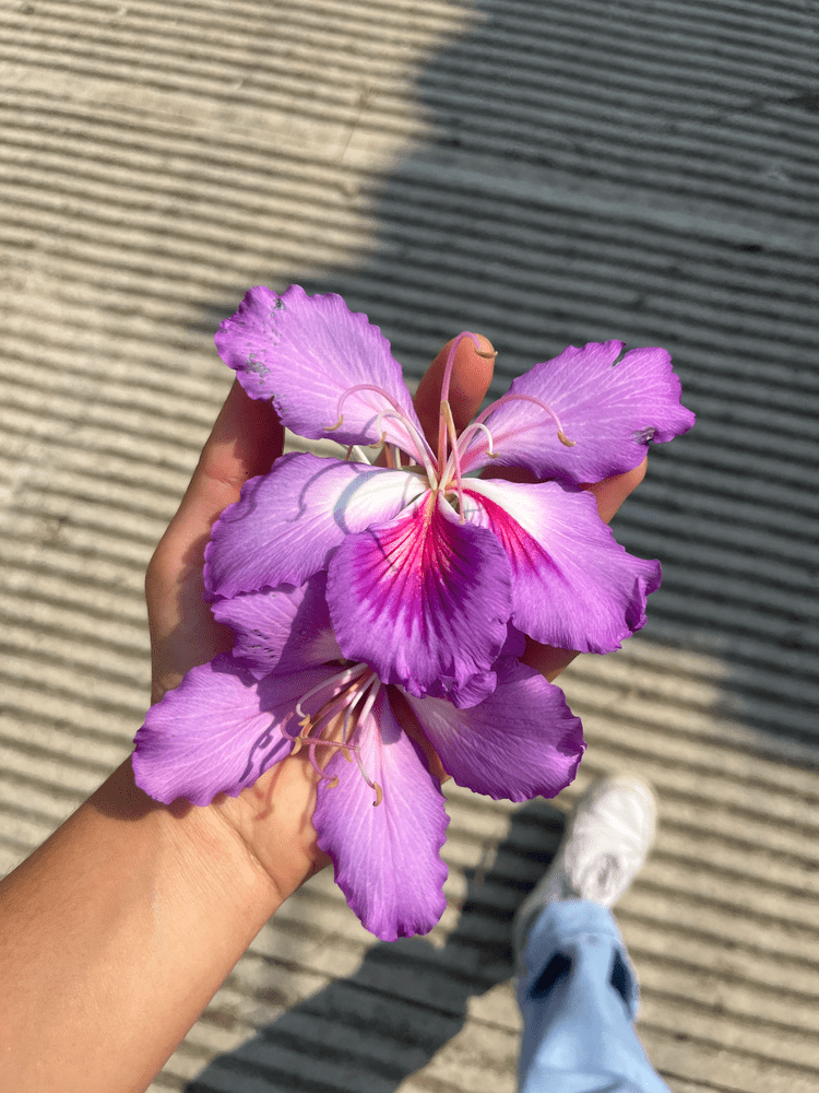 feeling held by the pink
