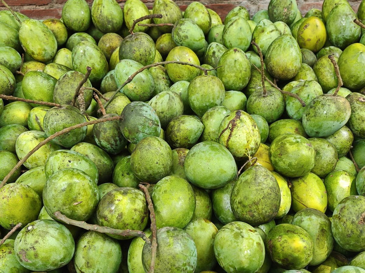 Mango Season