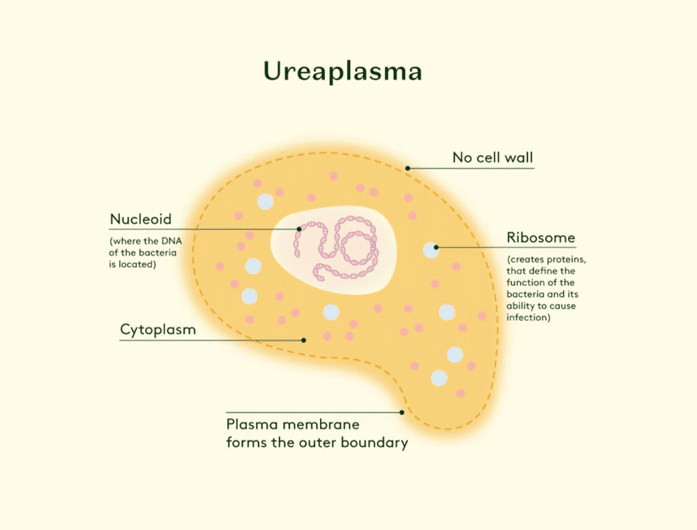 Ureaplasma, can you say that again?