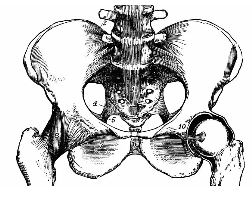 urethra baby