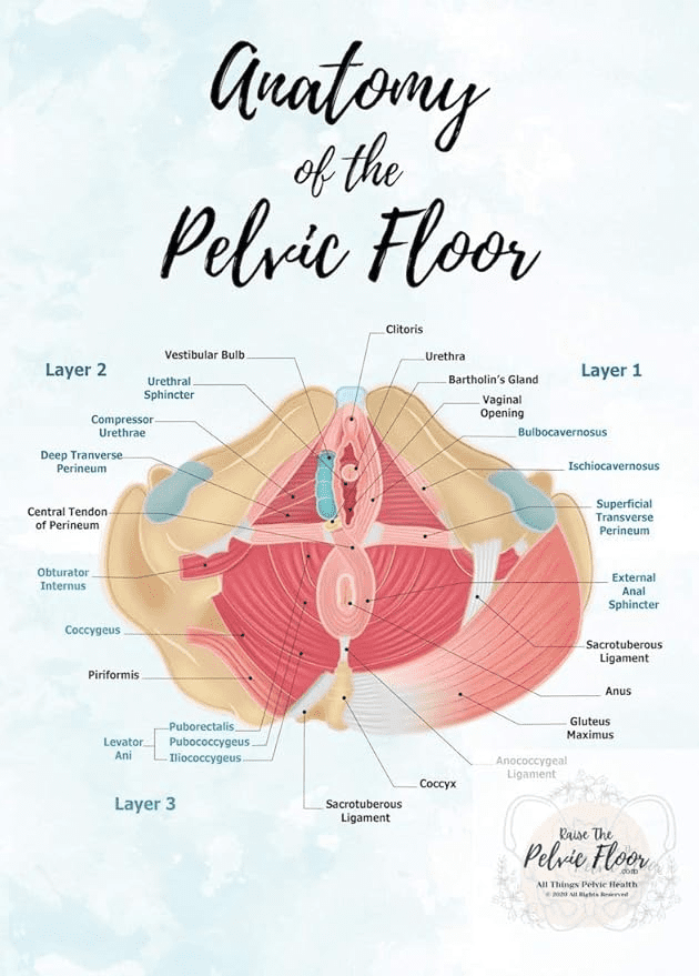 what the fuck is up with the pelvic floor
